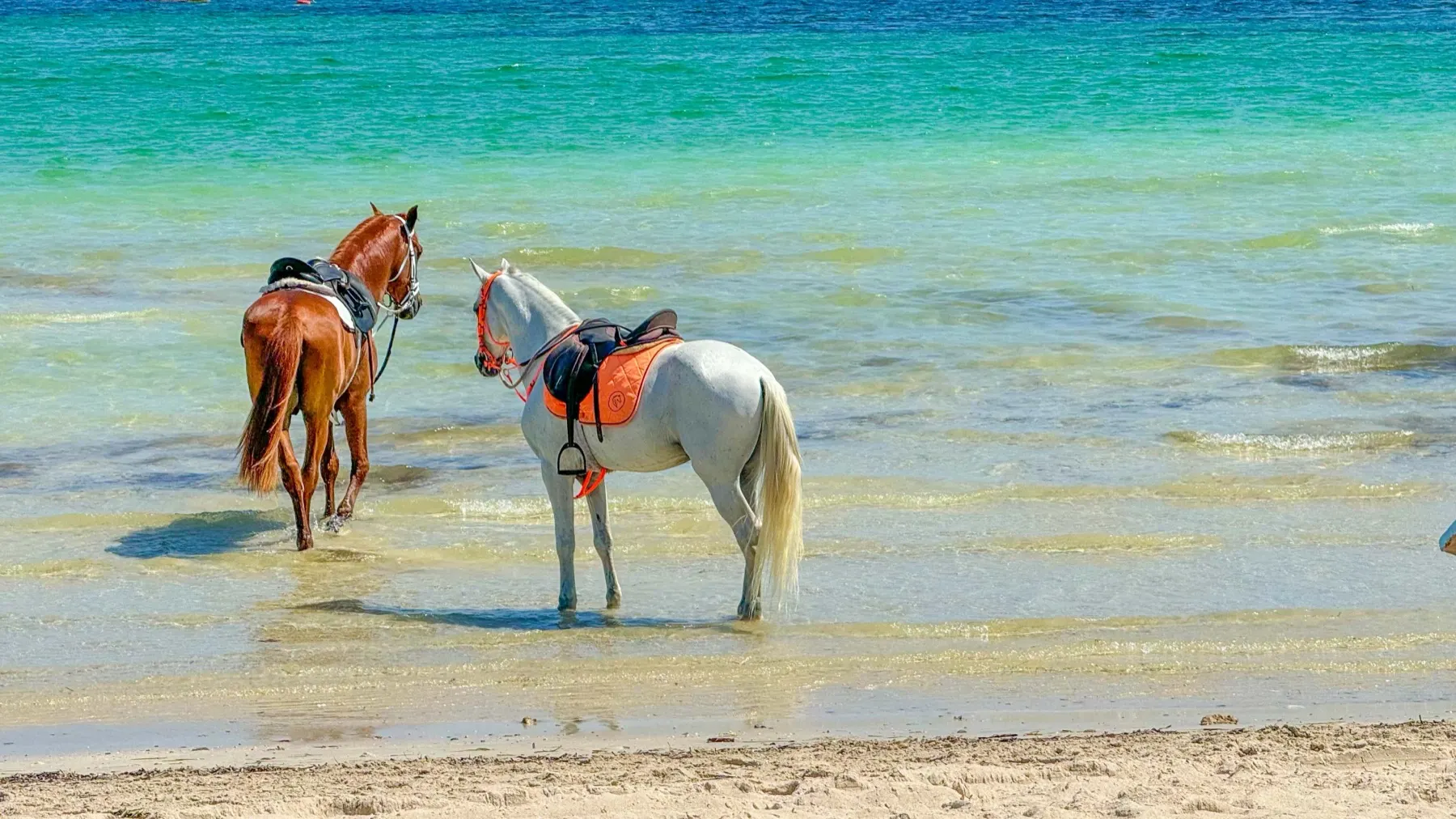 Deux chevaux dans l'eau turquoise devant la plage de Dar El Bhar à Djerba
