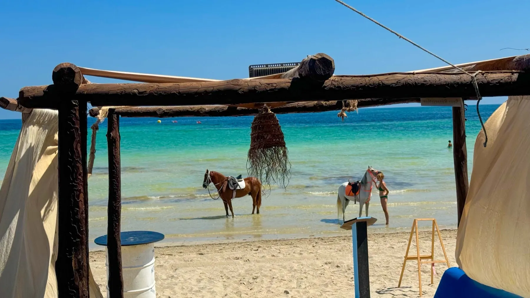 Deux chevaux dans l'eau turquoise de la plage de Sidi Mehrez, devant l'hôtel Dar El Bhar